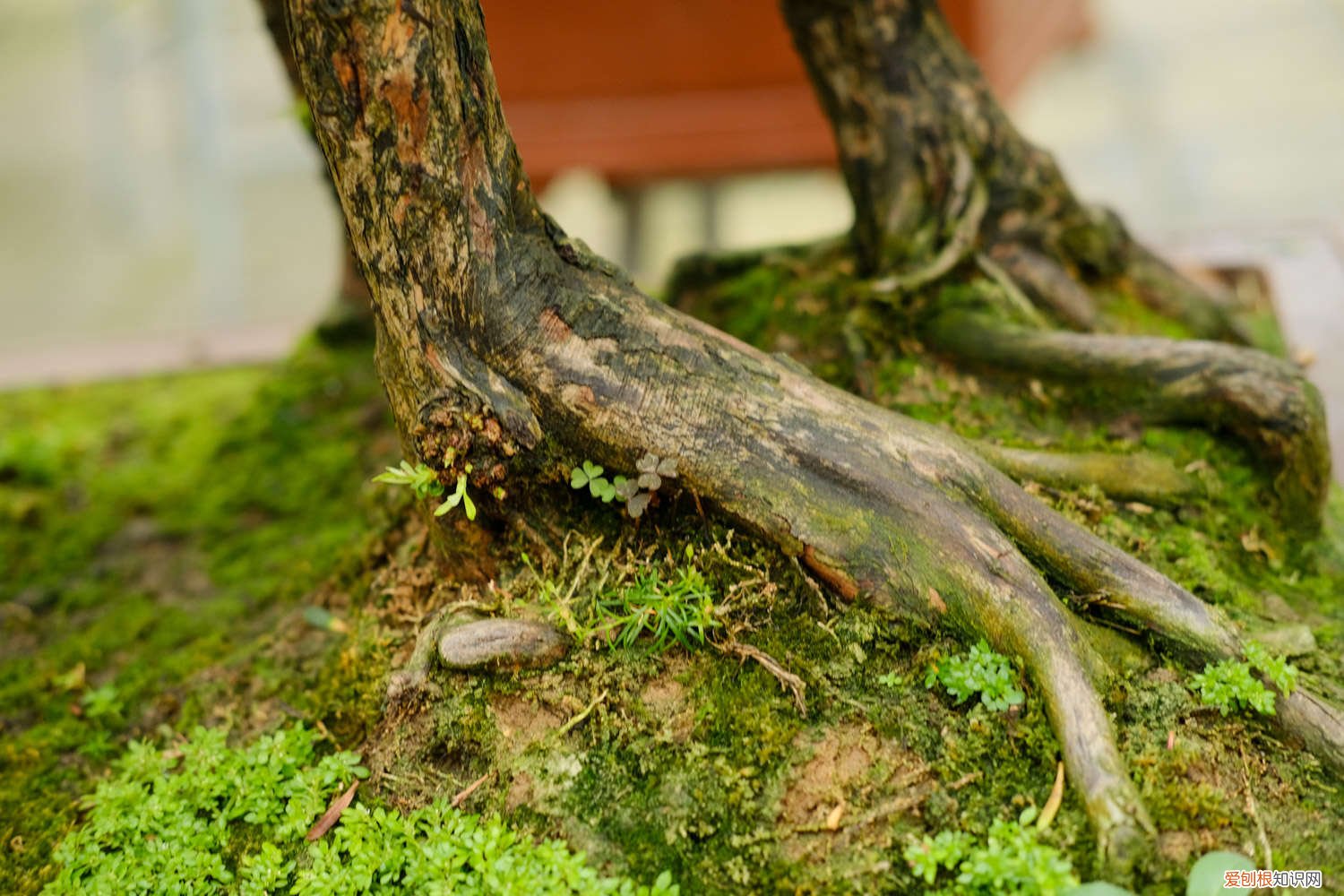 罗汉松能过寒冷的冬天吗? 罗汉松如何安全过冬，0下10度能过冬吗