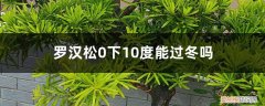 罗汉松能过寒冷的冬天吗? 罗汉松如何安全过冬，0下10度能过冬吗