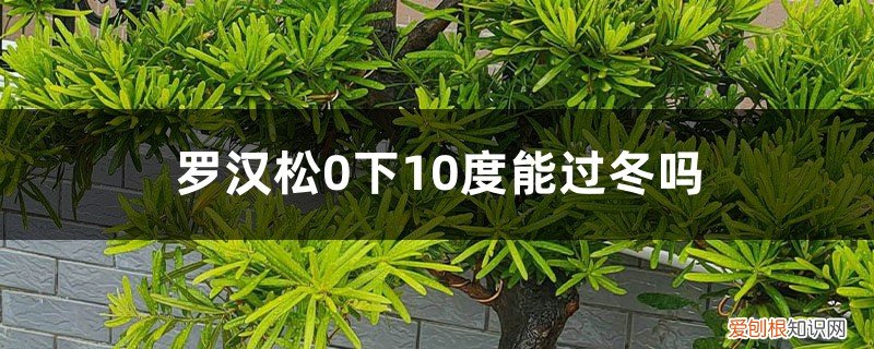 罗汉松能过寒冷的冬天吗? 罗汉松如何安全过冬，0下10度能过冬吗