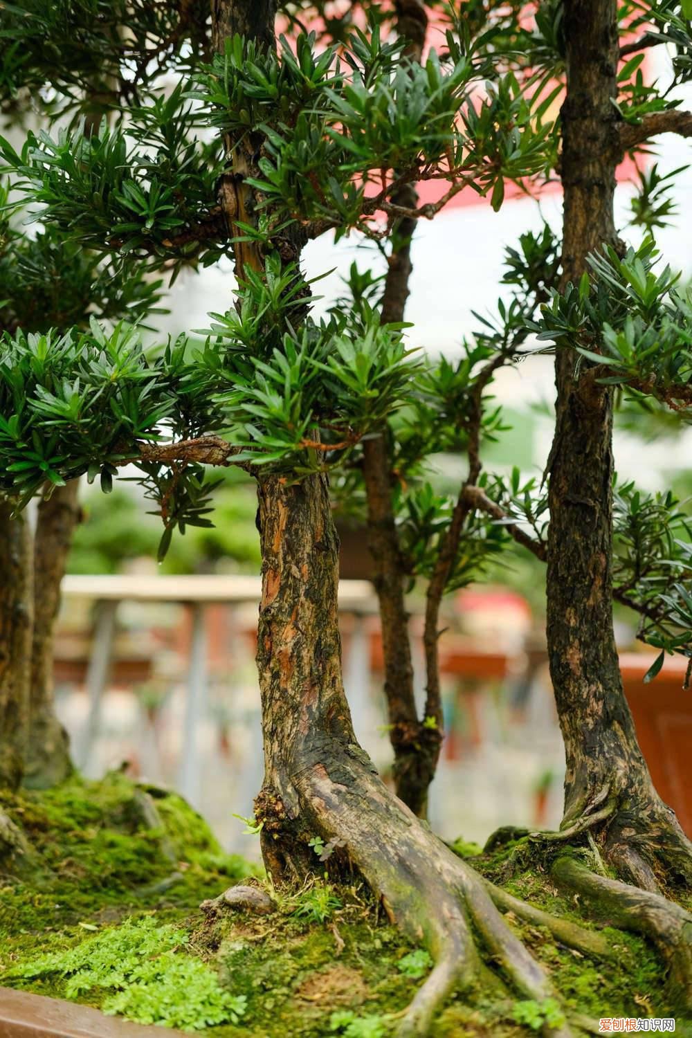 罗汉松能过寒冷的冬天吗? 罗汉松如何安全过冬，0下10度能过冬吗