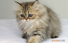 一窝猫有几个父亲 想不到猫圈也能这么乱！