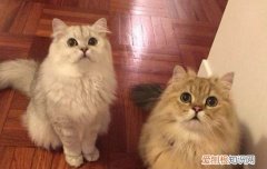 猫踩奶是什么意思 这样说应该很清楚这种行为了吧！