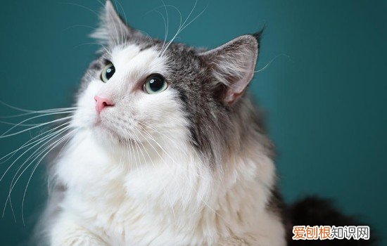 养猫有什么好处 养猫竟然还可以避免抑郁症!