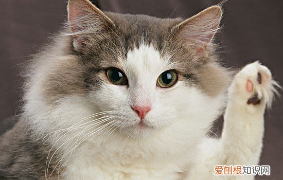 养猫有什么好处 养猫竟然还可以避免抑郁症!