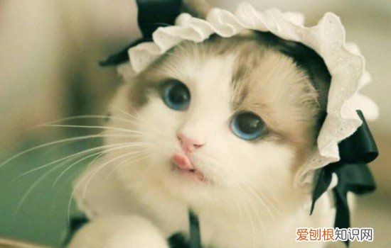 世界十大名猫品种 真的都很有名的！