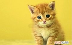 世界十大名猫品种 真的都很有名的！