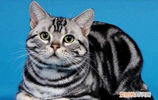 世界十大名猫品种 真的都很有名的！
