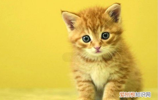 世界十大名猫 这十只猫咪真的非常有名了！