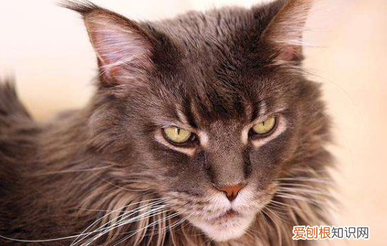 世界十大名猫 这十只猫咪真的非常有名了！