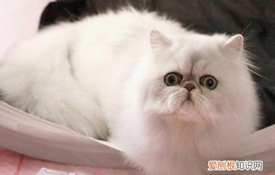 世界十大名猫 这十只猫咪真的非常有名了！