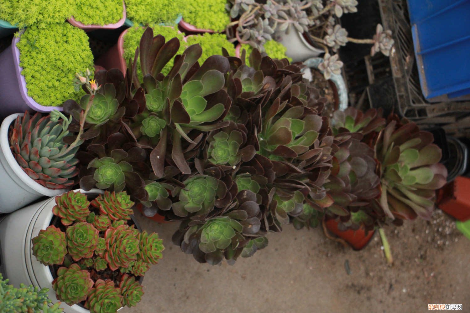 法师长须根怎么办 法师长气根是怎么回事,如何处理