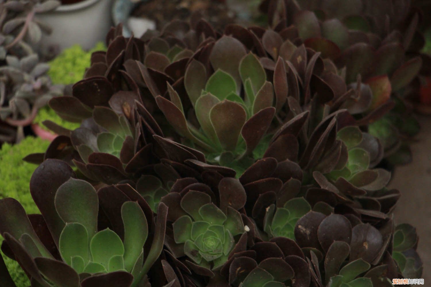 法师长须根怎么办 法师长气根是怎么回事,如何处理