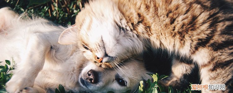 养猫好还是养狗好 看看你想要哪种陪伴吧!