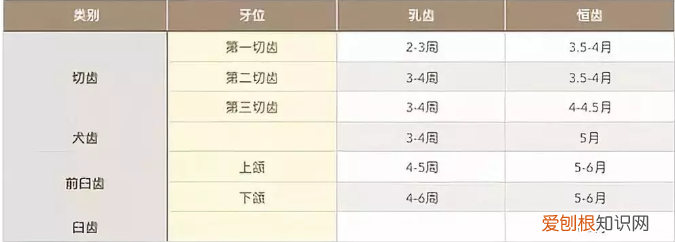 猫牙怎么看年龄 猫咪换牙时期你知道吗