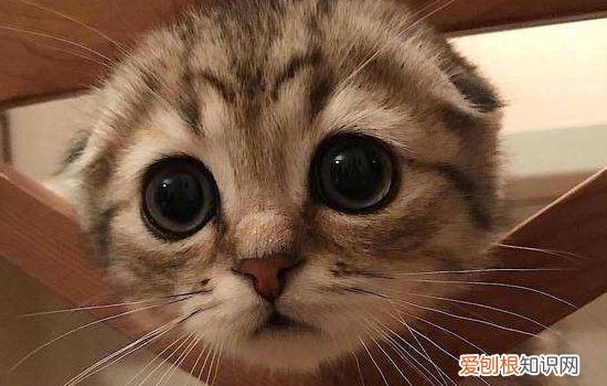 猫牙怎么看年龄 猫咪换牙时期你知道吗