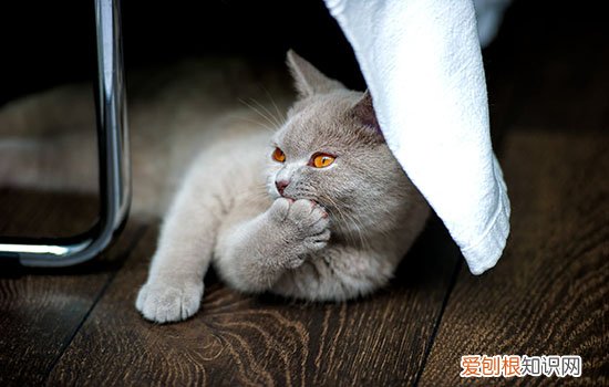 最受欢迎的猫咪品种排行榜 看看你家猫夺冠了吗！