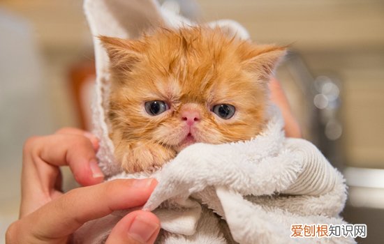 最受欢迎的猫咪品种排行榜 看看你家猫夺冠了吗！