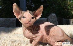 没有毛的猫多少钱一只 人家叫斯芬克斯！