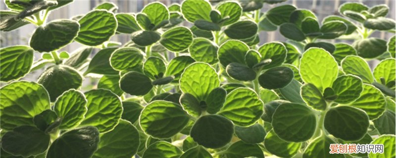 一抹香是什么植物,长什么样子的 一抹香是什么植物，长什么样子