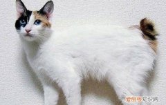 猫丢了怎么找回来 黄金时间你掌握了吗？