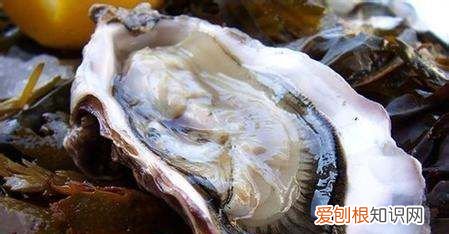 生蚝生吃什么意思，生蚝可以生吃 生蚝有什么营养吗
