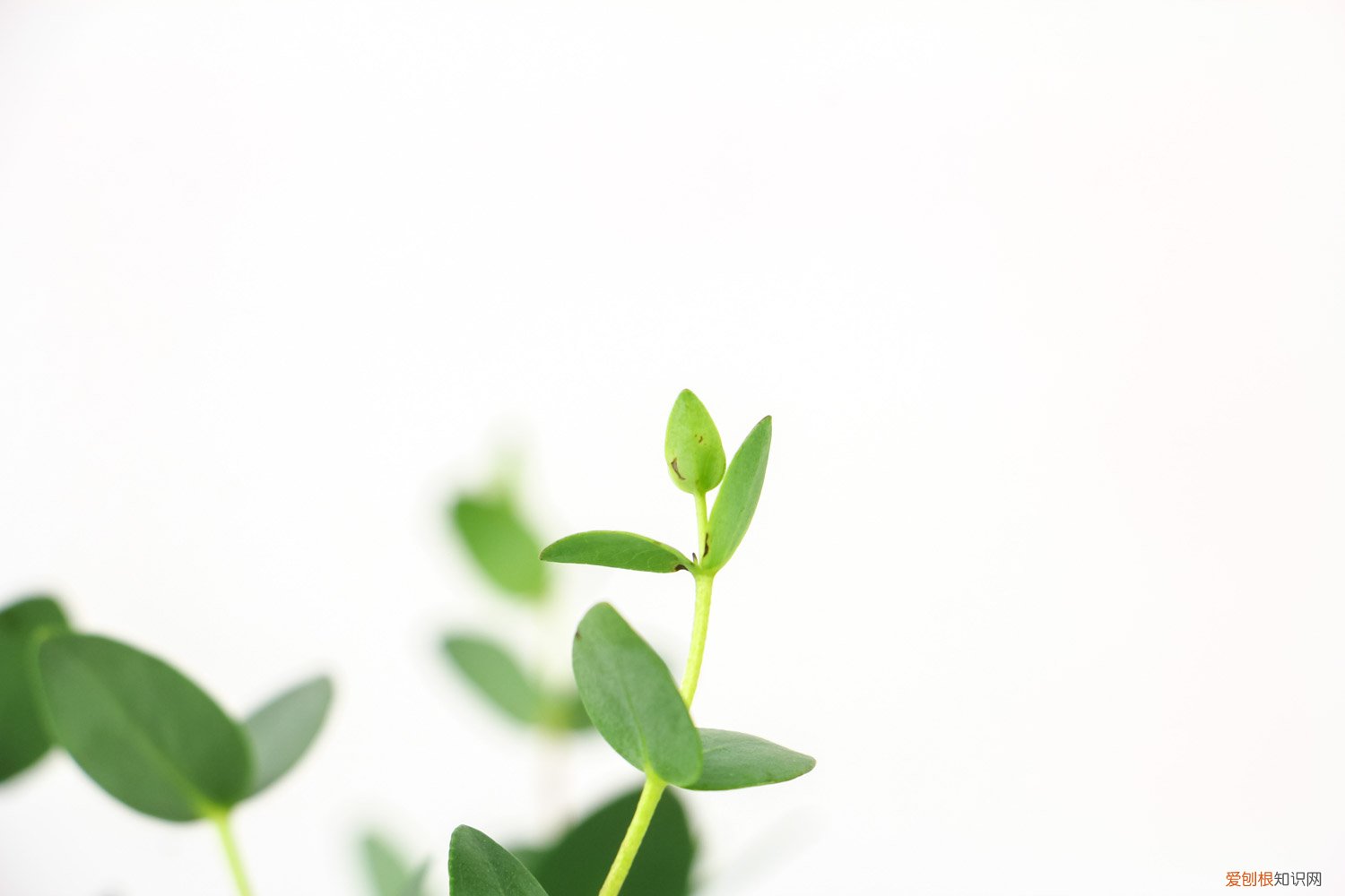 尤加利叶不放水养可以活多久 尤加利果水养还是干花，水养能活多久