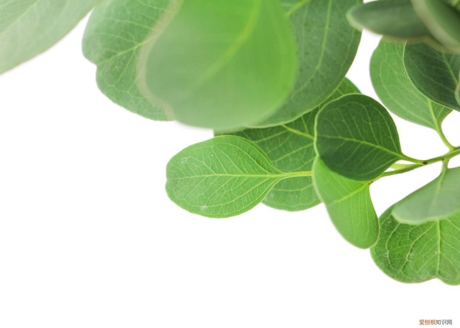 尤加利叶不放水养可以活多久 尤加利果水养还是干花，水养能活多久