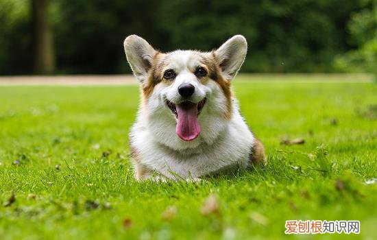 狗狗眼睛结膜炎吃什么药 狗狗结膜炎用什么药最管用