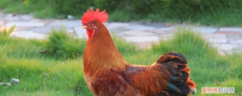 山东鸡副产品批发 山东哪里批发红公鸡