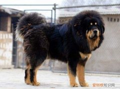 一只藏獒多少钱 藏獒多少钱一只幼仔