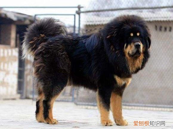 一只藏獒多少钱 藏獒多少钱一只幼仔