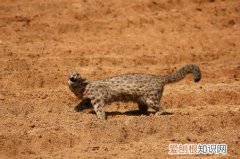 猫怕野狸子吗 猫为什么怕野狸子