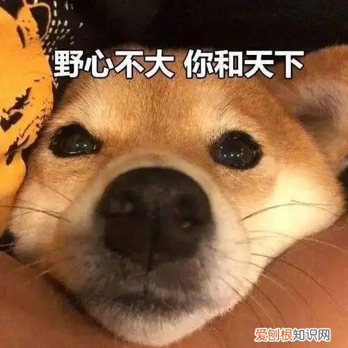 养狗的7大禁忌,主人要知道吗,养狗讲究多,宠主牢记这45条,对你有益