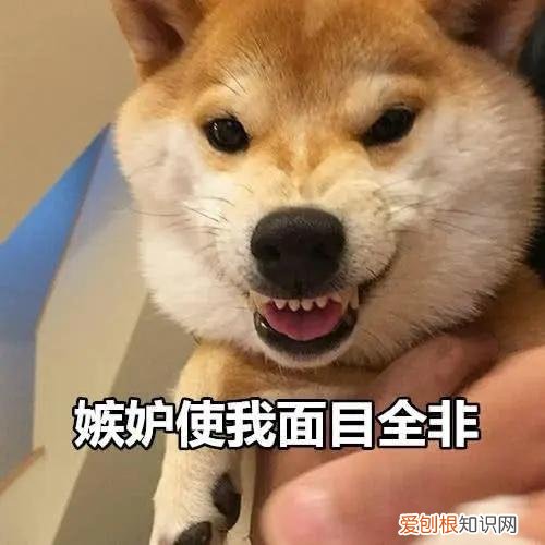 养狗的7大禁忌,主人要知道吗,养狗讲究多,宠主牢记这45条,对你有益