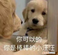 养狗的7大禁忌,主人要知道吗，养狗讲究多，宠主牢记这45条，对你有益