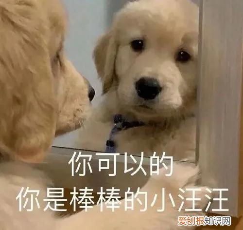 养狗的7大禁忌,主人要知道吗,养狗讲究多,宠主牢记这45条,对你有益