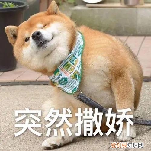 养狗的7大禁忌,主人要知道吗,养狗讲究多,宠主牢记这45条,对你有益