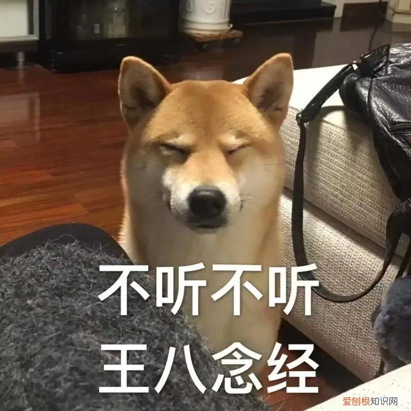 养狗的7大禁忌,主人要知道吗,养狗讲究多,宠主牢记这45条,对你有益