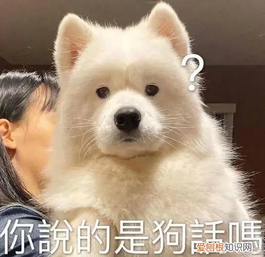 养狗的7大禁忌,主人要知道吗,养狗讲究多,宠主牢记这45条,对你有益