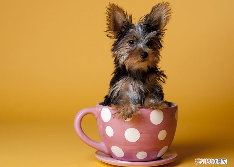 茶杯犬的价格 茶杯的价格