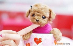 茶杯狗的价格 茶杯价格