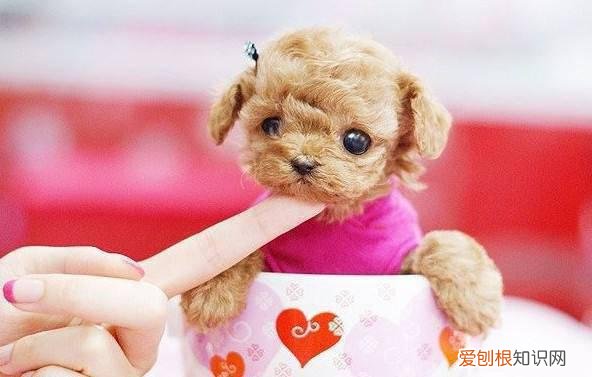 茶杯狗的价格 茶杯价格