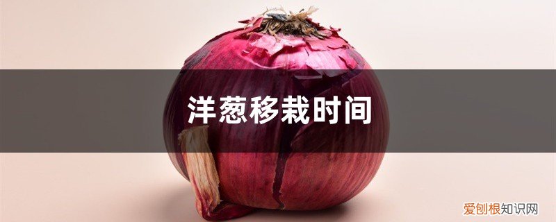 洋葱什么时间移植 洋葱移栽时间