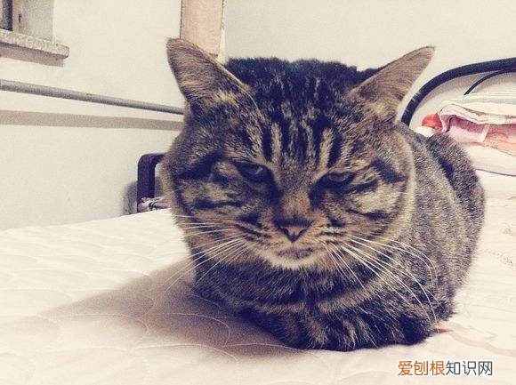 狸花猫为什么怕冷呢 狸花猫为什么怕冷