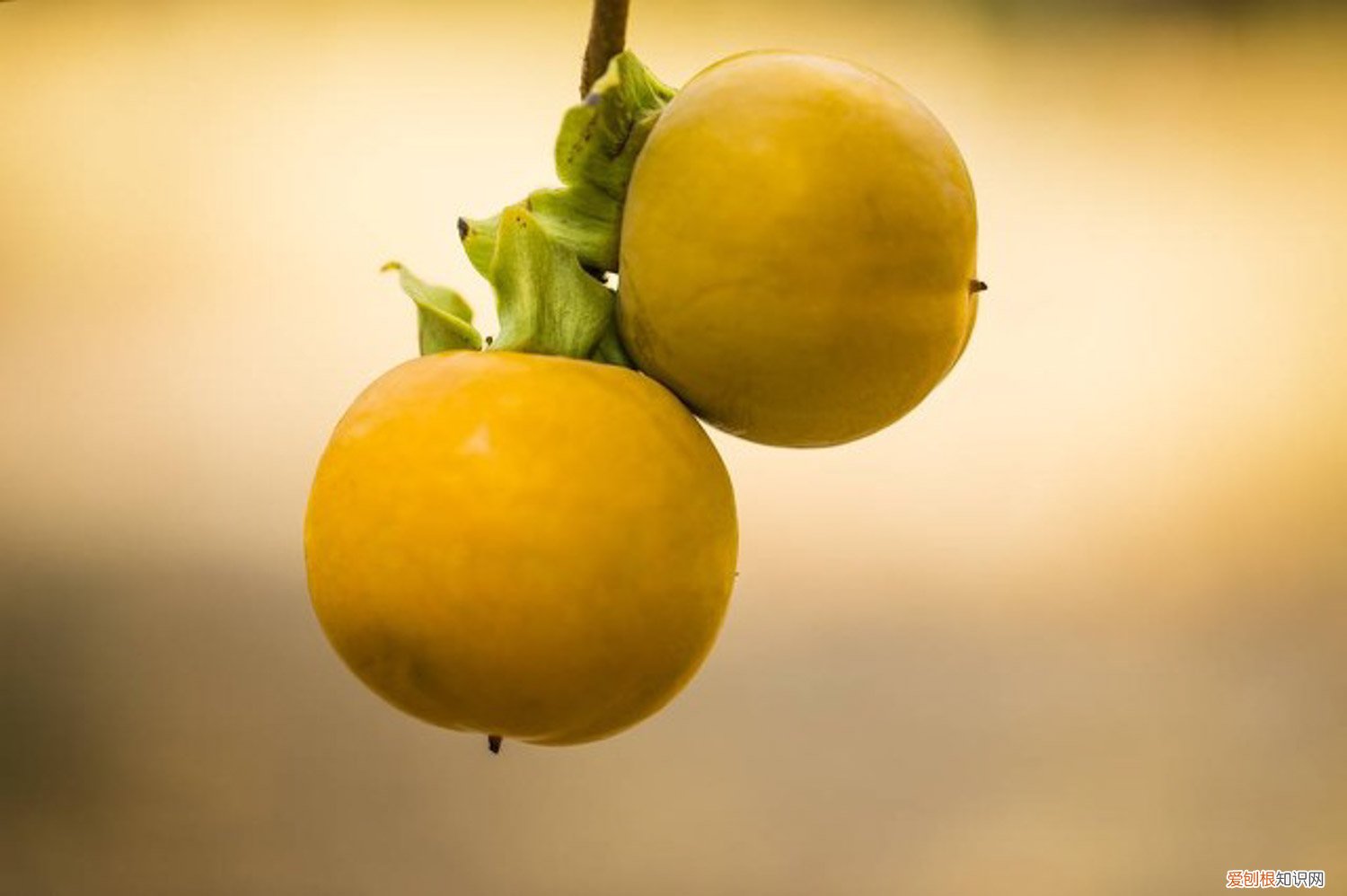 晒柿子有的发黑发霉正常吗 自己在家怎么晒柿子,为什么发黑