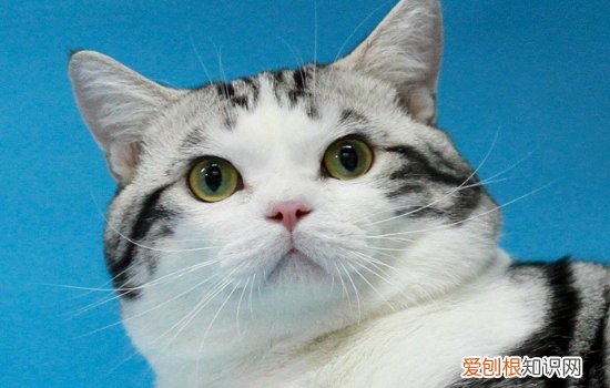 猫咪流口水口臭是怎么回事 慢性口炎不能耽误啊!