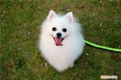 美式博美价格 美氏博价格