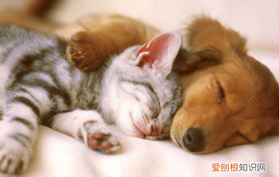 猫和狗的本质区别 这种本质的区别你get到了吗?