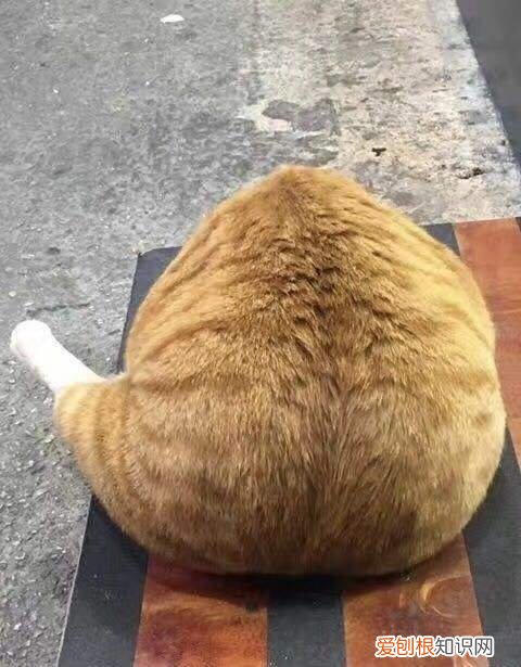 橘猫为什么那么贪吃 橘猫为什么老是吃不饱