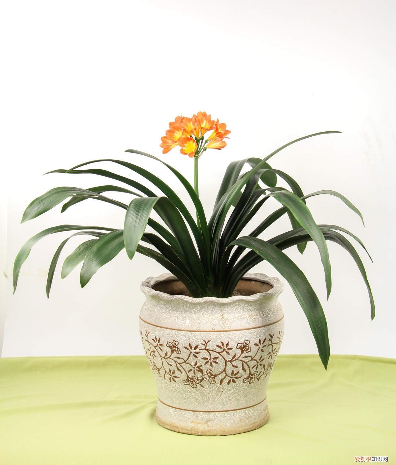 刚移栽的君子兰需要浇水吗 新买的君子兰移栽后需要立即浇水吗